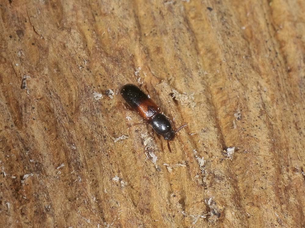 Corticeus cfr fasciatus (tenebrionidae)